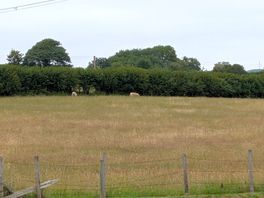 Sheep
