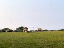 Sheep and wildlife nearby