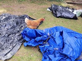 Chicken in the tent!