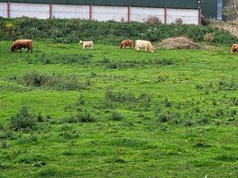 Highland cows