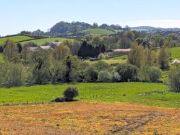 Local view