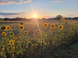 More sunflowers 🌻