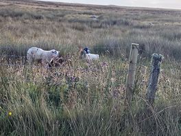Some friendly sheep were grazing just the other side of the fence from our campervan. 🥰