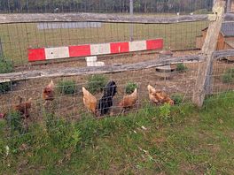 Chickens