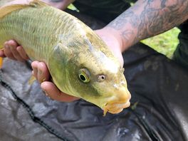 Beautiful carp