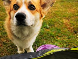 Resident dog