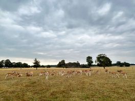 Deer park