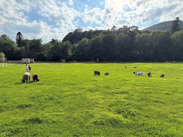 Animals next to tent pitches
