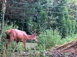 Deer and stag in the grounds
