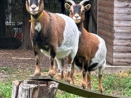 Les animaux de la ferme du camping