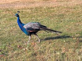 Local peacock.