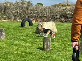 Dog walk/agility area. fully enclosed & secure.