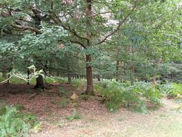 Walk around the forest near the campsite.