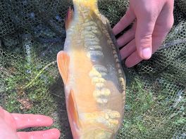 Mirror carp