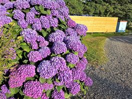 Lovely flowers