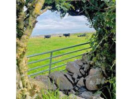 The cows right next door