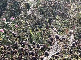 Cobwebs in the meadow