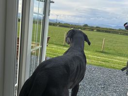 Otto looking out