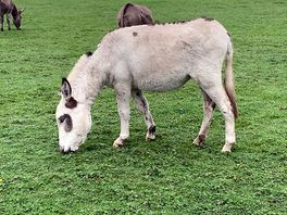 Donkey
