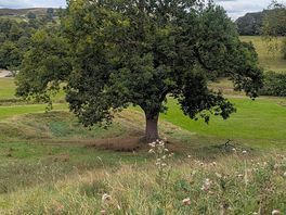 Bolton abbey