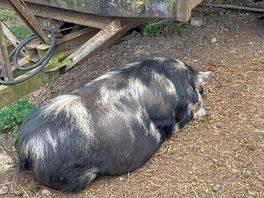Happy as a pig in mud