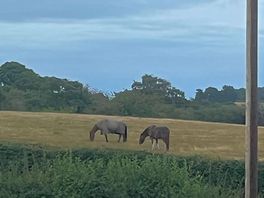 Neighbours
