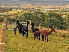 Resident alpacas.
