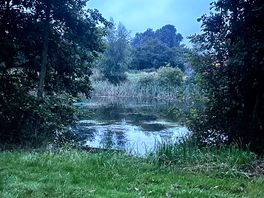 View from the tent