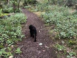 Buds favourite place was the woods on way to the bay