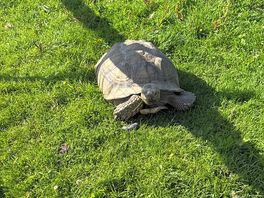Turtle even there 🌟🌟🌟