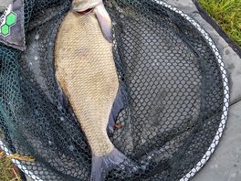Bream
