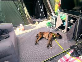 My dog