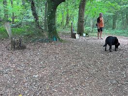 Forestry walk & fairy trail