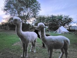 Alpacas at twilight