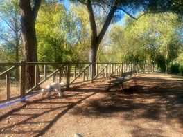 Woods alongside campsite