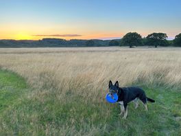 Our dog enjoying the space to run around