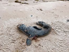 Totes seehundbaby direkt am strand des campingplatzes