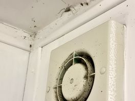 Spiders