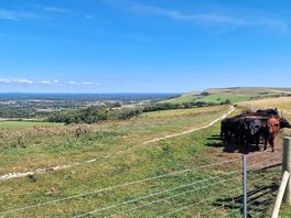 View from top of the farm