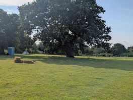 Oak tree , where water is left