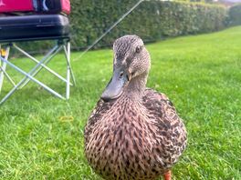 Friendly ducks on site!
