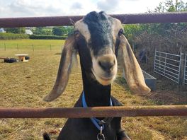 Cute goat