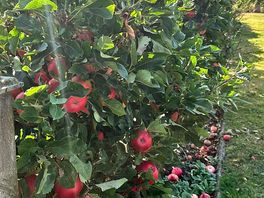 Rows of fruit