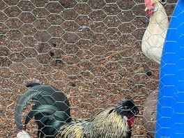 Chickens