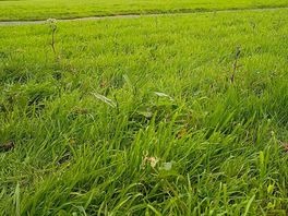 The long grass across the site