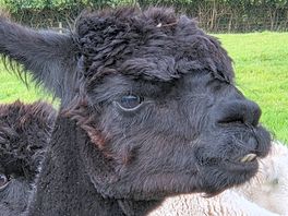 Friendly alpaca