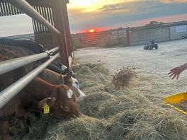 Sunset and the cows