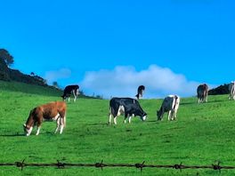 Cows.