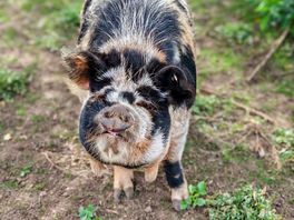 Piggy 2