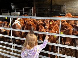 Our young daughter loved seeing the young cows being fed and having the opportunity to stroke them
